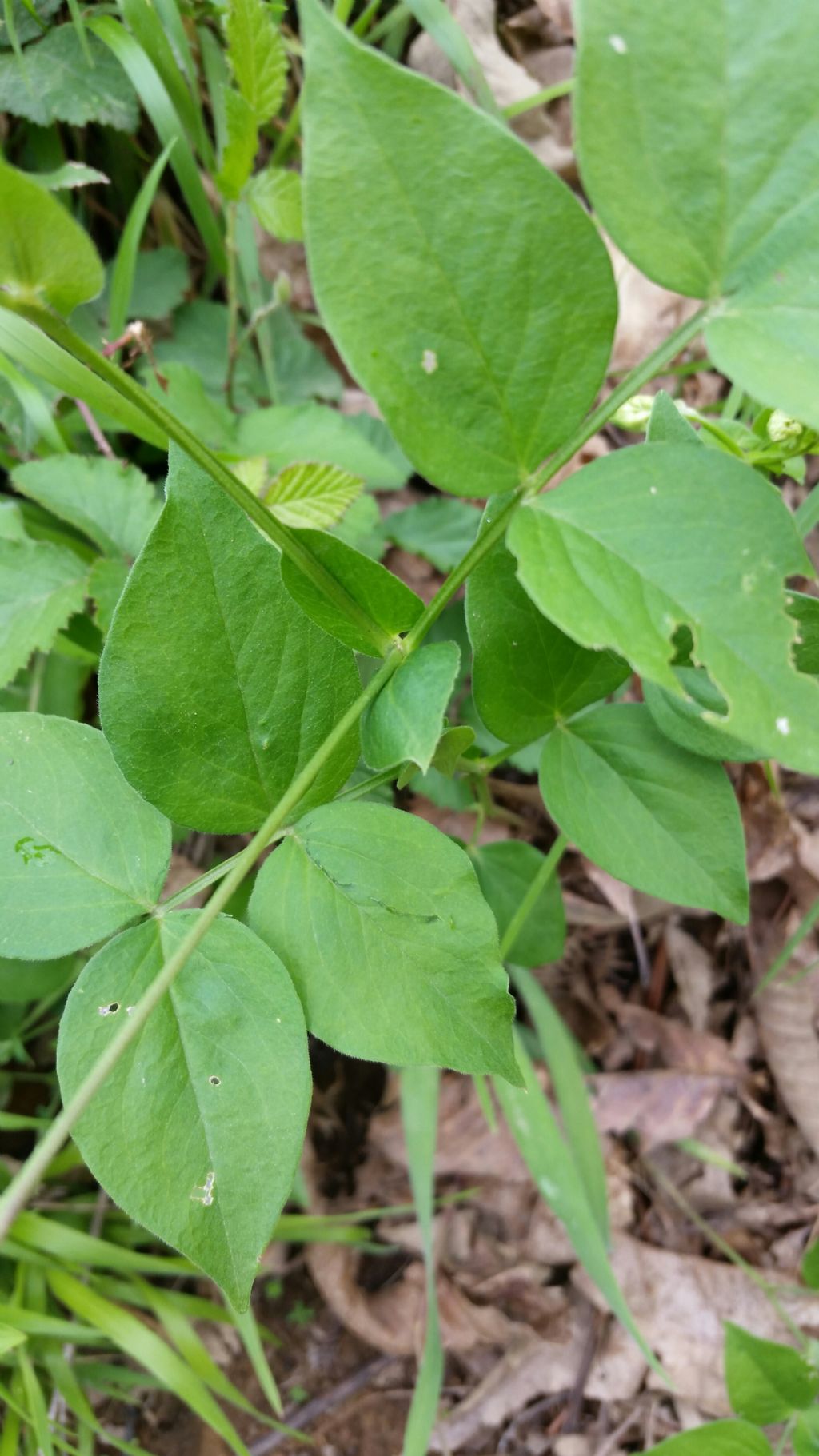 Lathyrus venetus (Fabaceae)